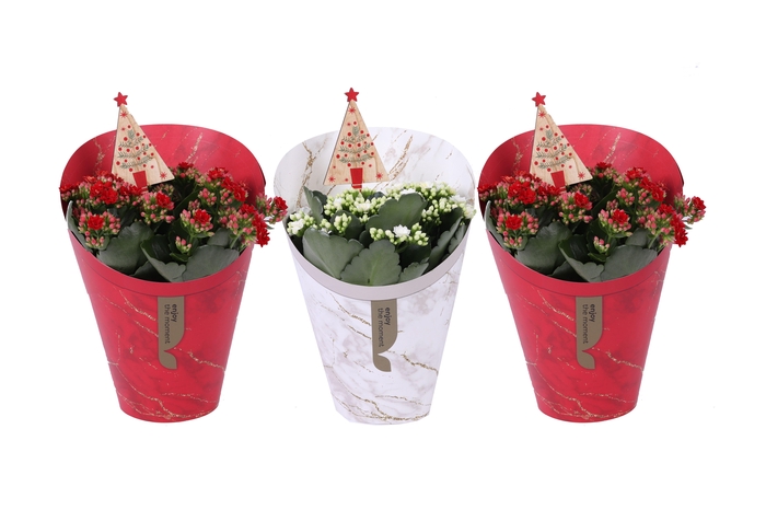 <h4>Kalan Gev Rood & Wit 2kl Potcover Gifts + Deco</h4>