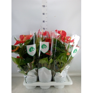 Anthurium andr. 'Arebo'