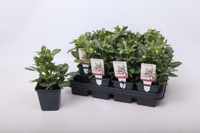 <h4>Helleborus lividus 'Purple Ear' 9 cm</h4>