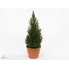 PICEA GL PERFECTA