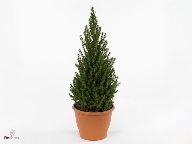 PICEA GL PERFECTA