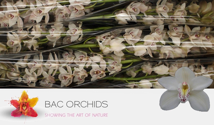 <h4>CYMB T CASCADE</h4>