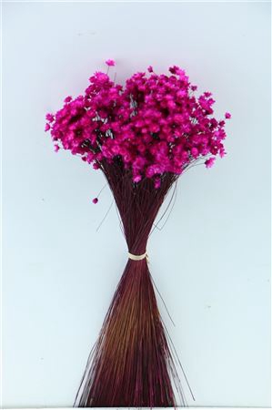 <h4>Dried Glixia Fuchsia Bunch</h4>