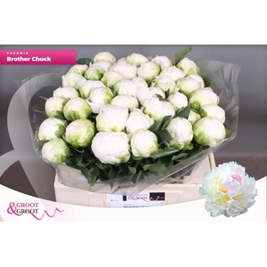 PAEO L BROTHER CHUCK