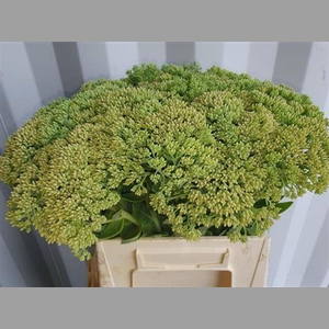 Sedum Spectabile