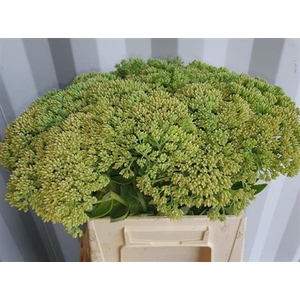 Sedum Spectabile