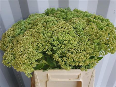 <h4>Sedum Spectabile</h4>