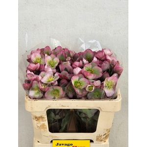 HELL FRK DOROTH DAWN