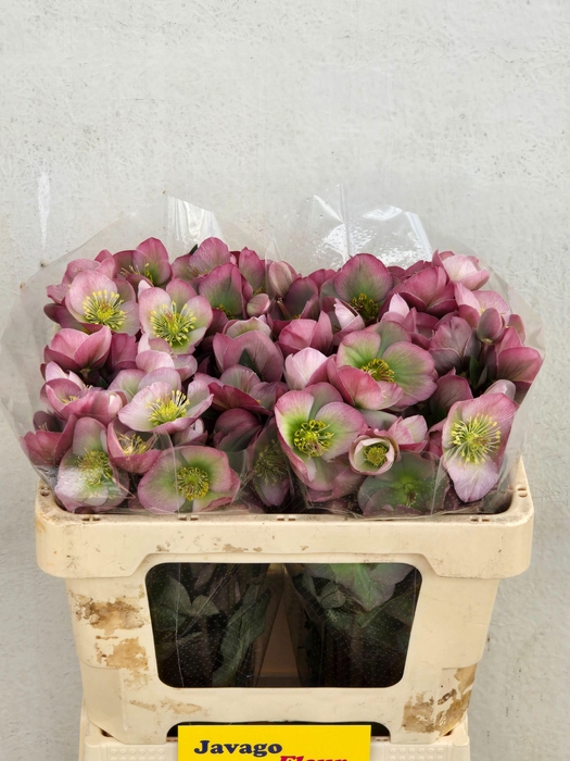 <h4>HELL FRK DOROTH DAWN</h4>