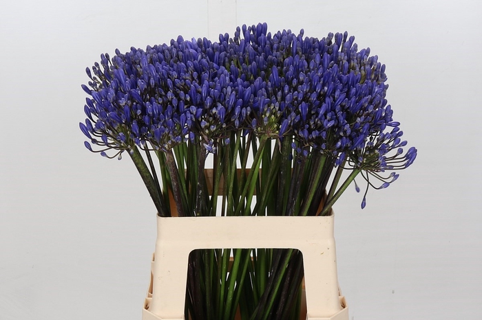 <h4>Agapanthus EYFORI Blue</h4>