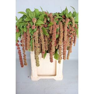 AMAR CA CORAL FOUNTA