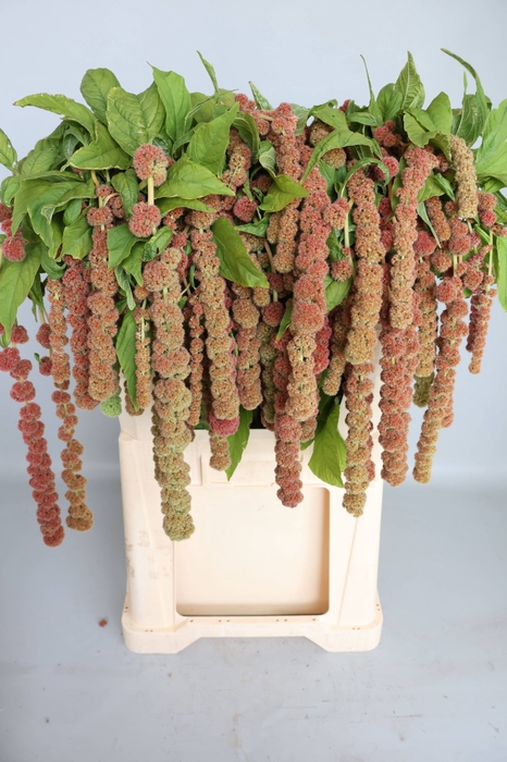 <h4>AMAR CA CORAL FOUNTA</h4>