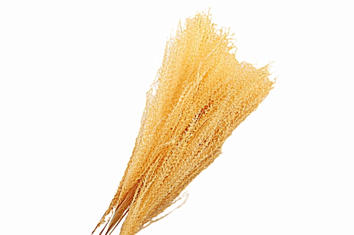 Miscanthus Yellow