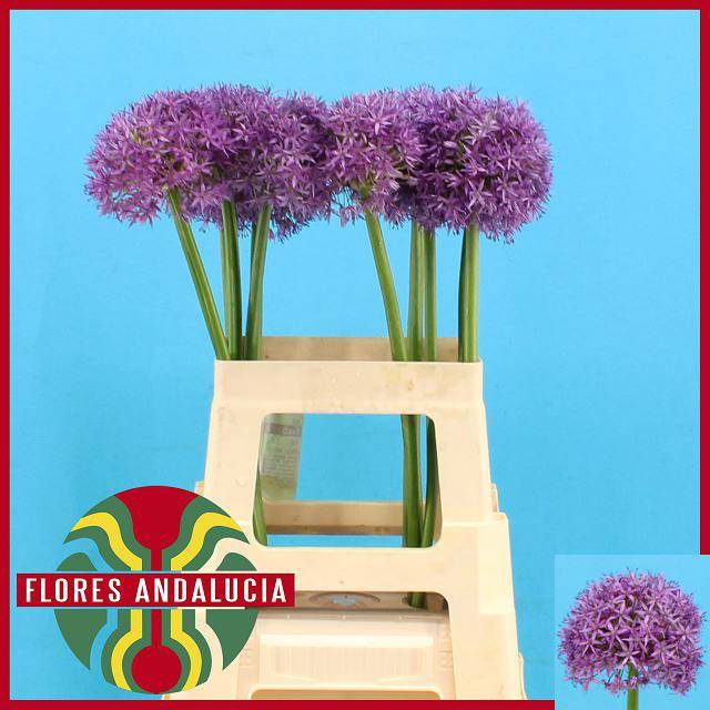 <h4>ALLIUM GLOBEMASTER</h4>