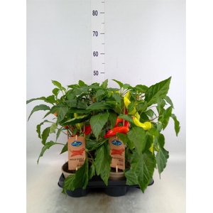 Capsicum annuum   ...peper