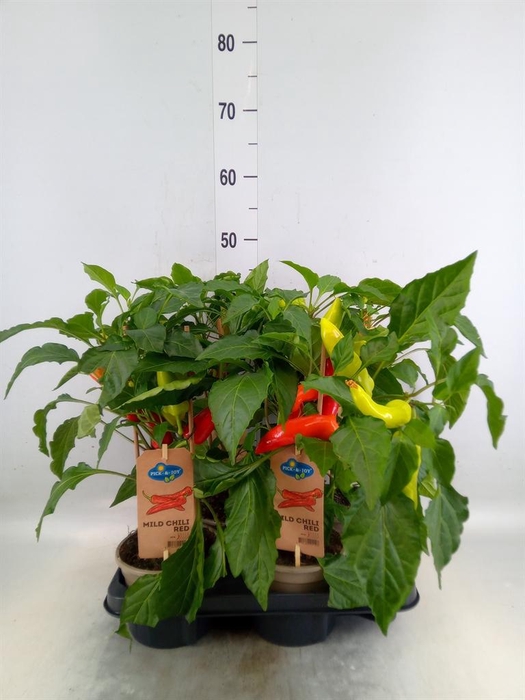 <h4>Capsicum annuum   ...peper</h4>