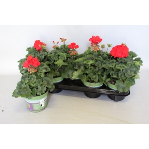 Pelargonium zonale Mylena (Rood)