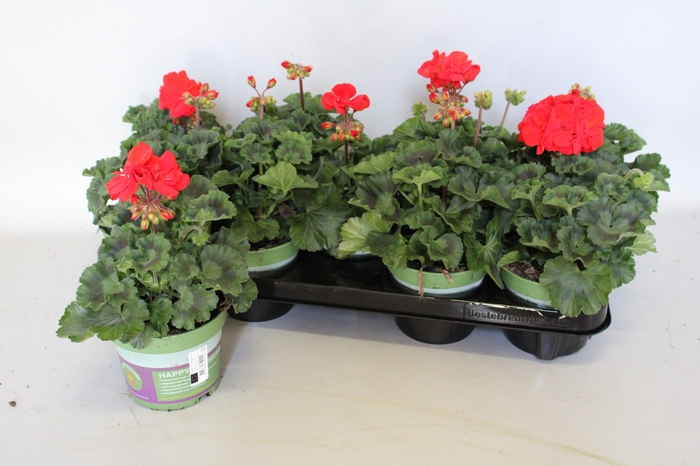 <h4>Pelargonium zonale Mylena (Rood)</h4>