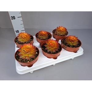 Sempervivum Gold Nugget