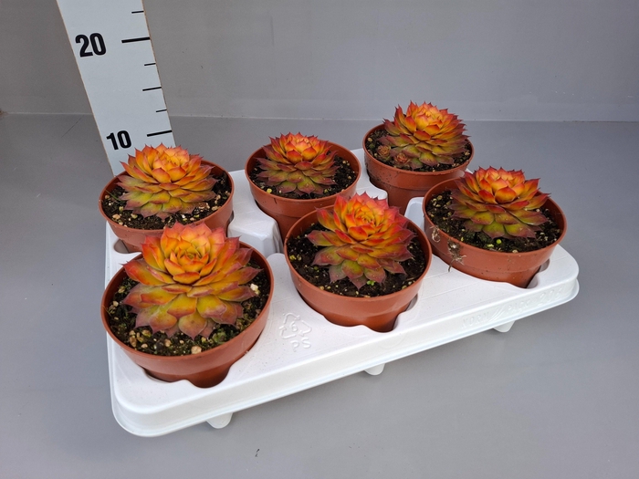 <h4>Sempervivum Gold Nugget</h4>