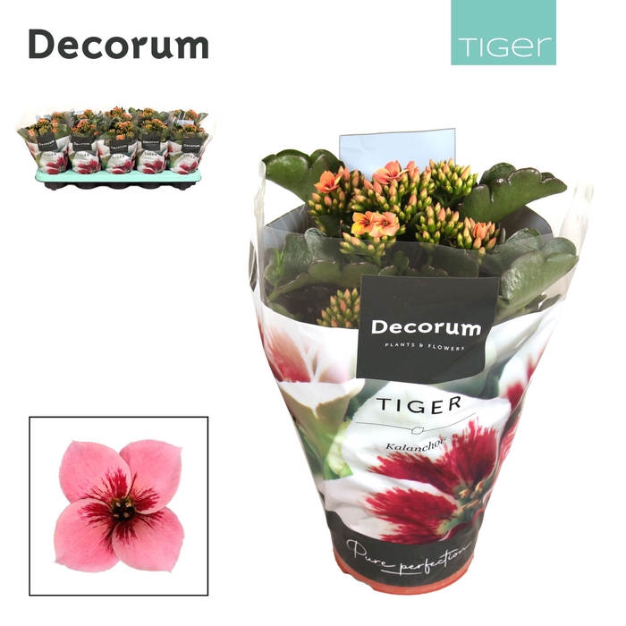 <h4>Kalanchoe Decorum Tiger - 10,5 cm Tiger Pink</h4>