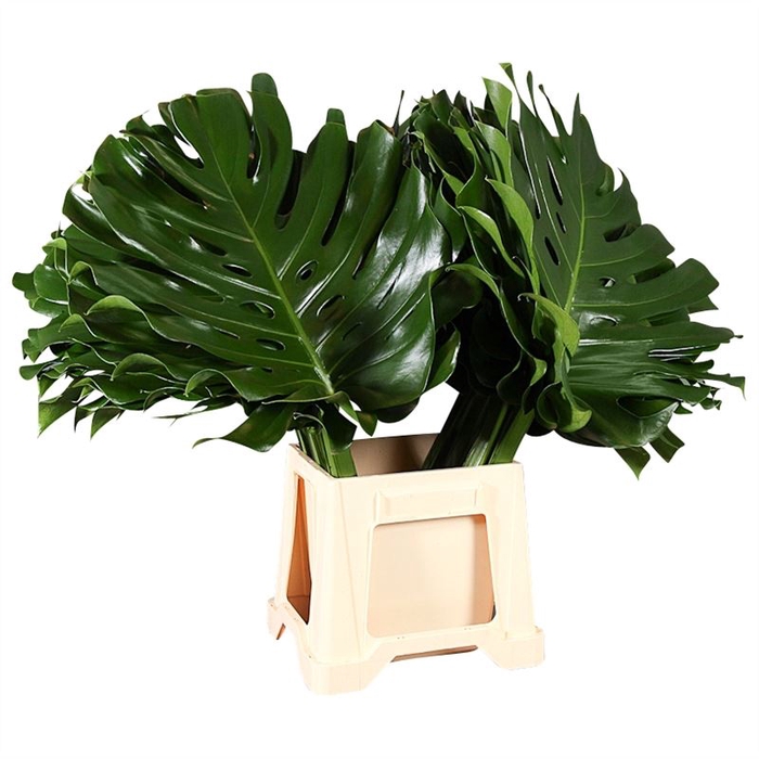 <h4>Monstera</h4>