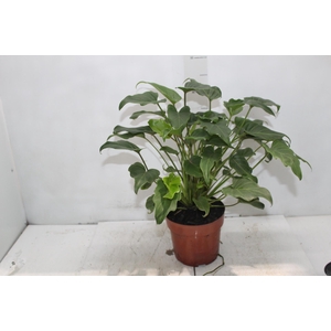 PHILODENDRON XANADU P17
