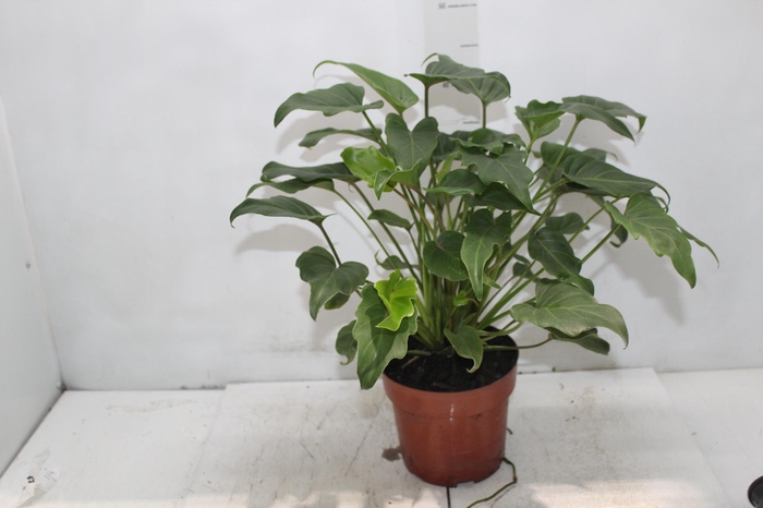 <h4>PHILODENDRON XANADU P17</h4>
