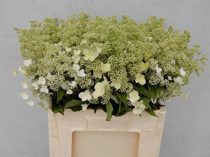 <h4>HORT PAN KYUSHU HYDR PA KYUSHU</h4>
