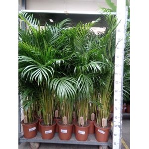 Dypsis lutescens   ...Chrysalidoca