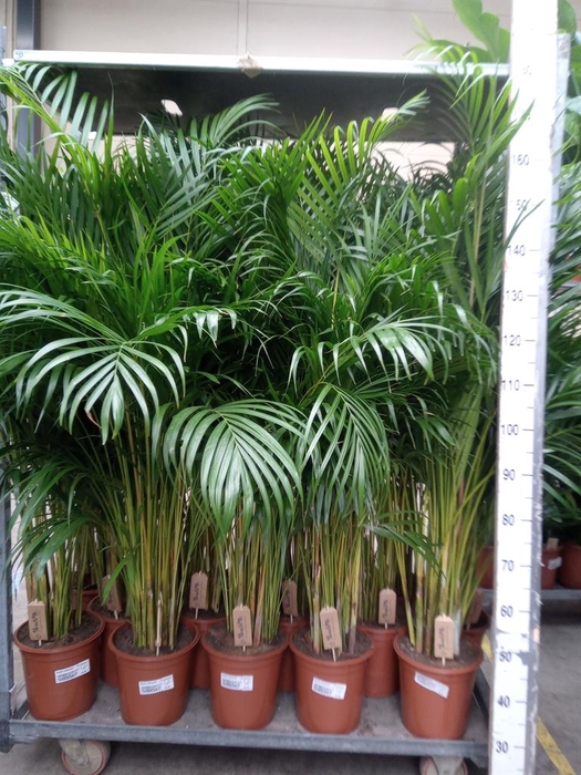 <h4>Dypsis lutescens ...Chrysalidoca</h4>