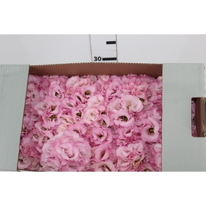 LISIANTHUS FLOR ROSA