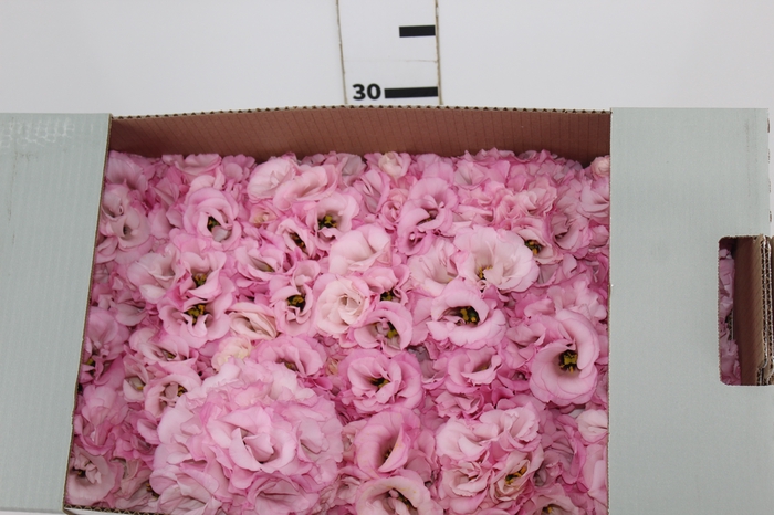 <h4>LISIANTHUS FLOR ROSA</h4>