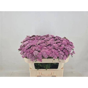 Achillea M Anita Dark