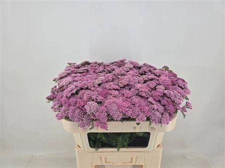 <h4>Achillea M Anita Dark</h4>