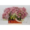 Blushing Bride Pink 2/5 Flowers