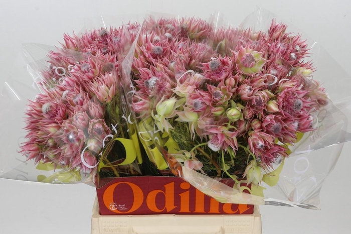 <h4>Blushing Bride Pink 2/5 Flowers</h4>