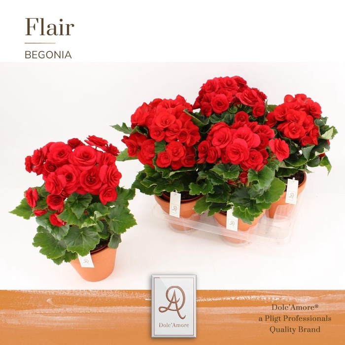 <h4>Begonia Rood P14 Dolc'Amore® Terracotta Keramiek</h4>