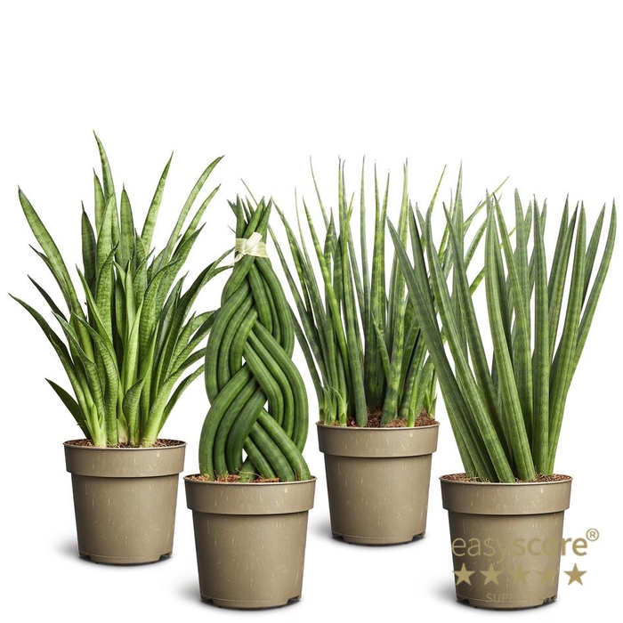 <h4>Sansevieria cylindrica mix P11</h4>