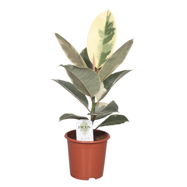 <h4>Ficus Elastica Tineke</h4>