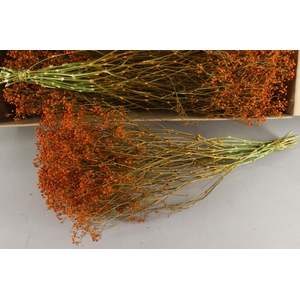 DF Gyps Bs (5) 70cm Orange