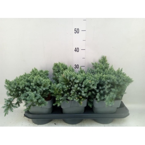 Juniperus squamata 'Blue Star'