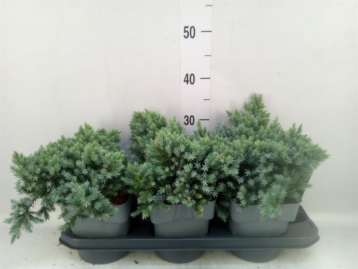 <h4>Juniperus squamata 'Blue Star'</h4>