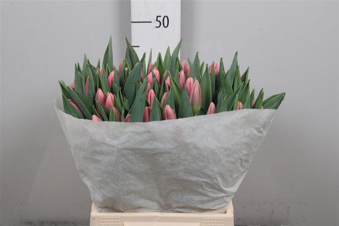 <h4>Tu En Jetstream</h4>