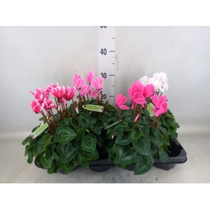 Cyclamen MD 'Macro'