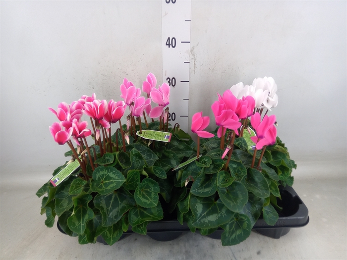 <h4>Cyclamen MD 'Macro'</h4>