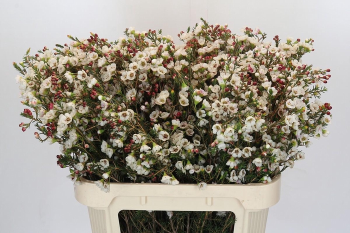 <h4>Chamelaucium Moonlight Delight</h4>