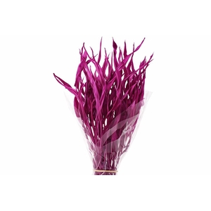 Dried Strelitziablad Cerise P Stem