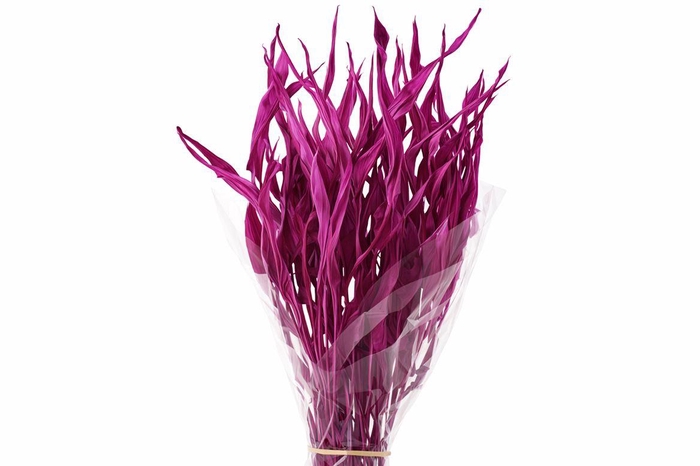 Dried Strelitziablad Cerise P Stem