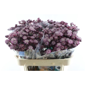 Astrantia Star Of Love